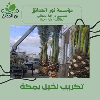 تكريب نخيل بمكة